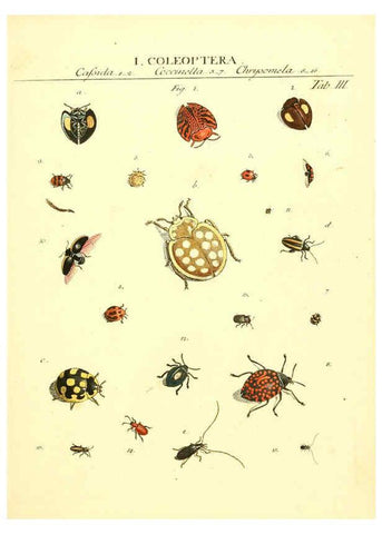 Reproducción/Reproduction 6053193120: Genera insectorum Linnaei et Fabricii iconibus illustrata. c.1 Vitoduri Helvetorum :Prostat apud Henric. Steiner et Socios,MDCCLXXXIX [1789] 