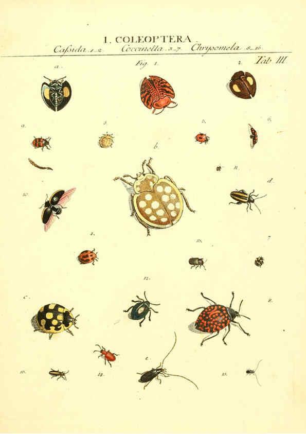 Reproducción/Reproduction 6053193120: Genera insectorum Linnaei et Fabricii iconibus illustrata. c.1 Vitoduri Helvetorum :Prostat apud Henric. Steiner et Socios,MDCCLXXXIX [1789] 