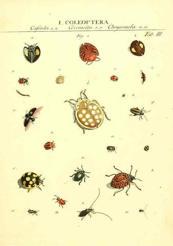 Reproducción/Reproduction 6053193120: Genera insectorum Linnaei et Fabricii iconibus illustrata. c.1 Vitoduri Helvetorum :Prostat apud Henric. Steiner et Socios,MDCCLXXXIX [1789] 