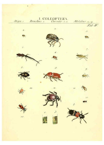 Reproducción/Reproduction 6053193610: Genera insectorum Linnaei et Fabricii iconibus illustrata. c.1 Vitoduri Helvetorum :Prostat apud Henric. Steiner et Socios,MDCCLXXXIX [1789] 