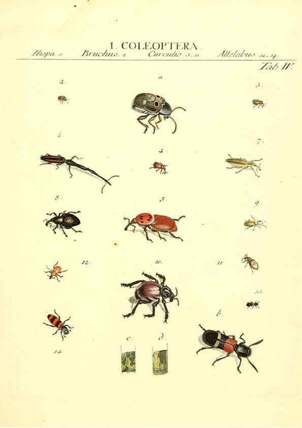 Reproducción/Reproduction 6053193610: Genera insectorum Linnaei et Fabricii iconibus illustrata. c.1 Vitoduri Helvetorum :Prostat apud Henric. Steiner et Socios,MDCCLXXXIX [1789] 