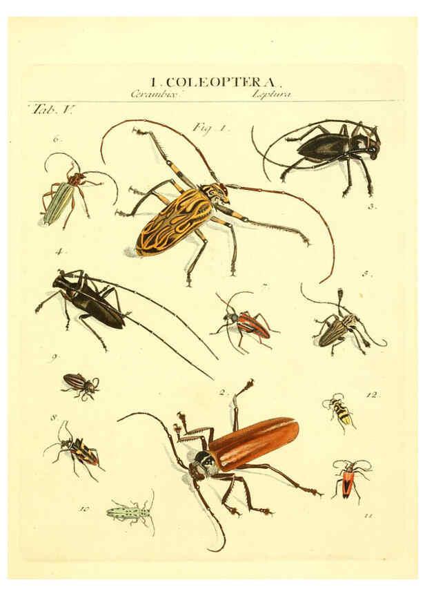 Reproducción/Reproduction 6053193938: Genera insectorum Linnaei et Fabricii iconibus illustrata. c.1 Vitoduri Helvetorum :Prostat apud Henric. Steiner et Socios,MDCCLXXXIX [1789] 