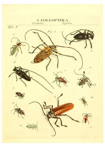 Reproducción/Reproduction 6053193938: Genera insectorum Linnaei et Fabricii iconibus illustrata. c.1 Vitoduri Helvetorum :Prostat apud Henric. Steiner et Socios,MDCCLXXXIX [1789] 
