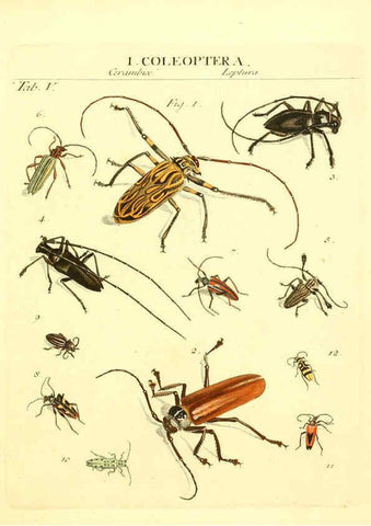 Reproducción/Reproduction 6053193938: Genera insectorum Linnaei et Fabricii iconibus illustrata. c.1 Vitoduri Helvetorum :Prostat apud Henric. Steiner et Socios,MDCCLXXXIX [1789] 