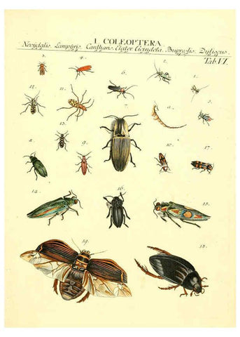 Reproducción/Reproduction 6053194646: Genera insectorum Linnaei et Fabricii iconibus illustrata. c.1 Vitoduri Helvetorum :Prostat apud Henric. Steiner et Socios,MDCCLXXXIX [1789] 