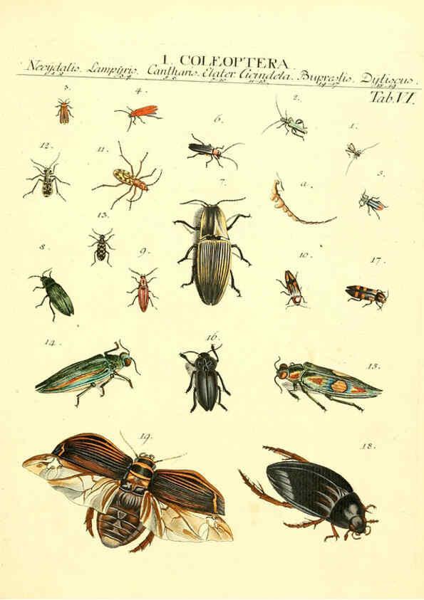Reproducción/Reproduction 6053194646: Genera insectorum Linnaei et Fabricii iconibus illustrata. c.1 Vitoduri Helvetorum :Prostat apud Henric. Steiner et Socios,MDCCLXXXIX [1789] 