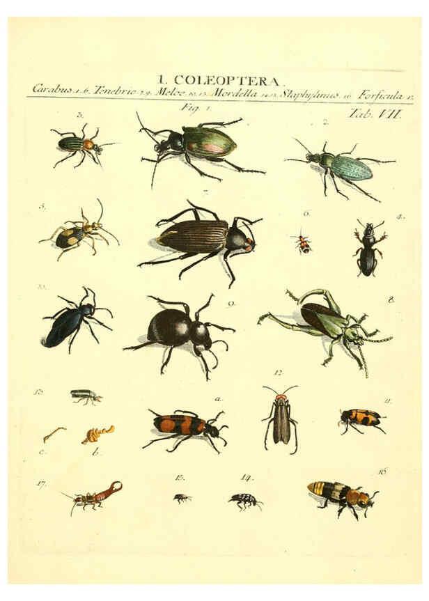 Reproducción/Reproduction 6053195146: Genera insectorum Linnaei et Fabricii iconibus illustrata. c.1 Vitoduri Helvetorum :Prostat apud Henric. Steiner et Socios,MDCCLXXXIX [1789] 