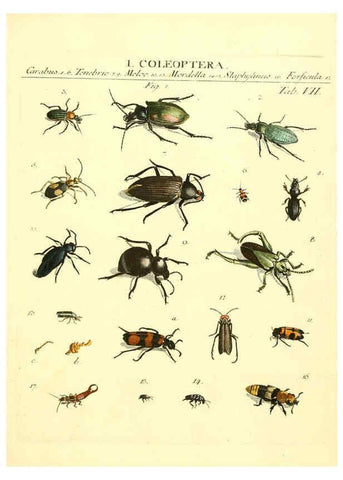 Reproducción/Reproduction 6053195146: Genera insectorum Linnaei et Fabricii iconibus illustrata. c.1 Vitoduri Helvetorum :Prostat apud Henric. Steiner et Socios,MDCCLXXXIX [1789] 