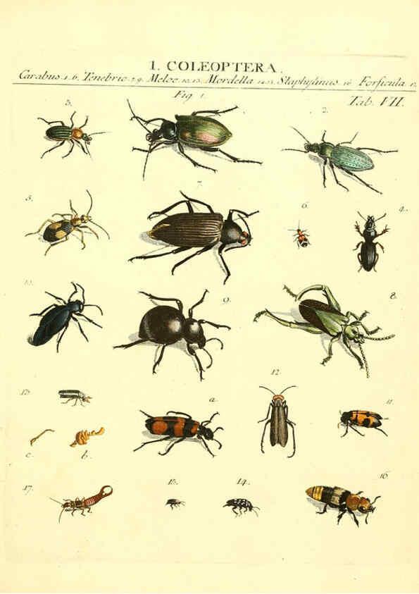 Reproducción/Reproduction 6053195146: Genera insectorum Linnaei et Fabricii iconibus illustrata. c.1 Vitoduri Helvetorum :Prostat apud Henric. Steiner et Socios,MDCCLXXXIX [1789] 