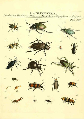 Reproducción/Reproduction 6053195146: Genera insectorum Linnaei et Fabricii iconibus illustrata. c.1 Vitoduri Helvetorum :Prostat apud Henric. Steiner et Socios,MDCCLXXXIX [1789] 