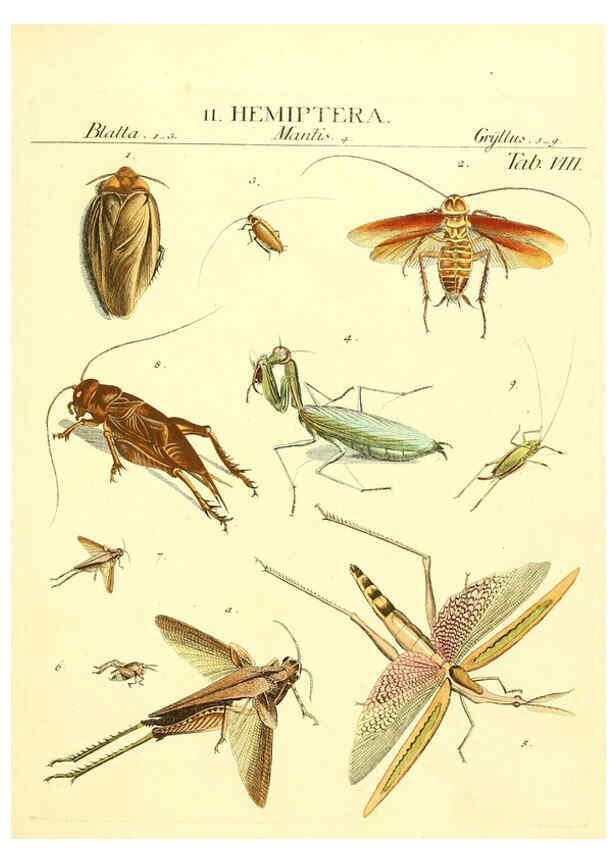 Reproducción/Reproduction 6053195560: Genera insectorum Linnaei et Fabricii iconibus illustrata. c.1 Vitoduri Helvetorum :Prostat apud Henric. Steiner et Socios,MDCCLXXXIX [1789] 