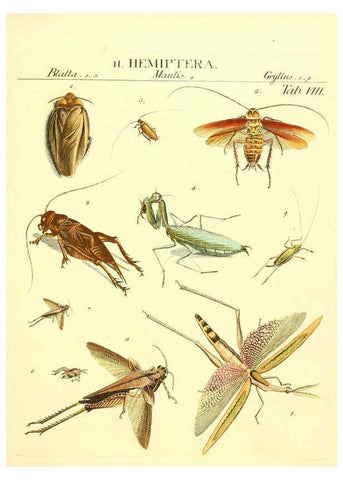 Reproducción/Reproduction 6053195560: Genera insectorum Linnaei et Fabricii iconibus illustrata. c.1 Vitoduri Helvetorum :Prostat apud Henric. Steiner et Socios,MDCCLXXXIX [1789] 