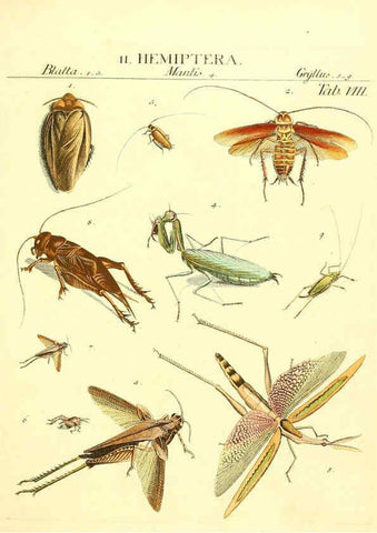 Reproducción/Reproduction 6053195560: Genera insectorum Linnaei et Fabricii iconibus illustrata. c.1 Vitoduri Helvetorum :Prostat apud Henric. Steiner et Socios,MDCCLXXXIX [1789] 