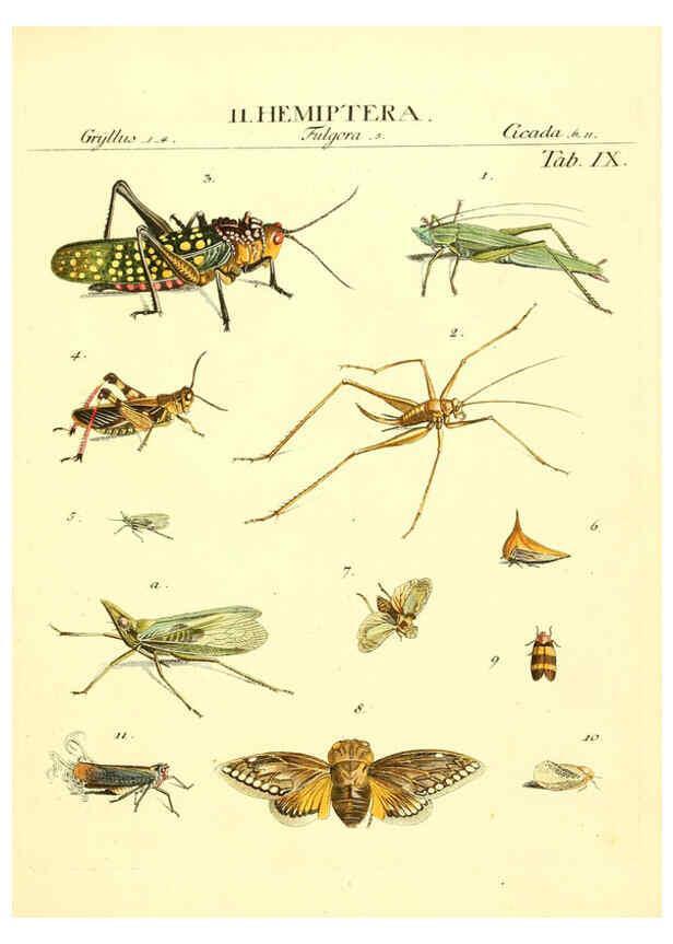 Reproducción/Reproduction 6052645341: Genera insectorum Linnaei et Fabricii iconibus illustrata. c.1 Vitoduri Helvetorum :Prostat apud Henric. Steiner et Socios,MDCCLXXXIX [1789] 