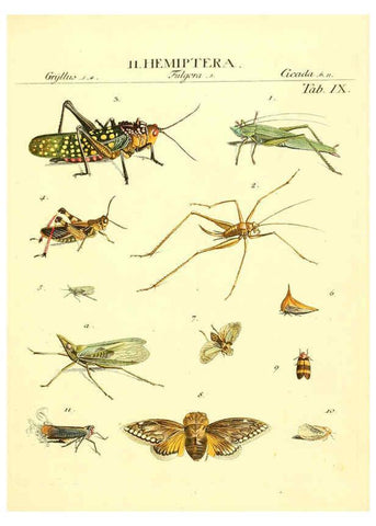 Reproducción/Reproduction 6052645341: Genera insectorum Linnaei et Fabricii iconibus illustrata. c.1 Vitoduri Helvetorum :Prostat apud Henric. Steiner et Socios,MDCCLXXXIX [1789] 