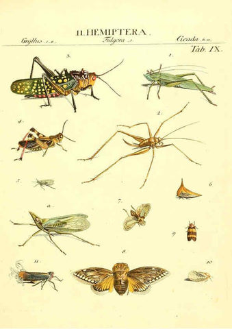 Reproducción/Reproduction 6052645341: Genera insectorum Linnaei et Fabricii iconibus illustrata. c.1 Vitoduri Helvetorum :Prostat apud Henric. Steiner et Socios,MDCCLXXXIX [1789] 