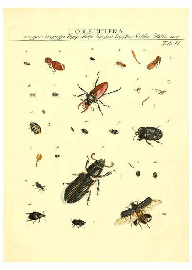 Reproducción/Reproduction 6052642177: Genera insectorum Linnaei et Fabricii iconibus illustrata. c.1 Vitoduri Helvetorum :Prostat apud Henric. Steiner et Socios,MDCCLXXXIX [1789] 