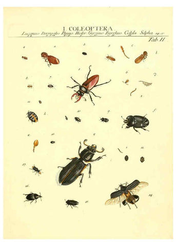 Reproducción/Reproduction 6052642177: Genera insectorum Linnaei et Fabricii iconibus illustrata. c.1 Vitoduri Helvetorum :Prostat apud Henric. Steiner et Socios,MDCCLXXXIX [1789] 