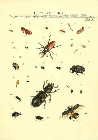 Reproducción/Reproduction 6052642177: Genera insectorum Linnaei et Fabricii iconibus illustrata. c.1 Vitoduri Helvetorum :Prostat apud Henric. Steiner et Socios,MDCCLXXXIX [1789] 