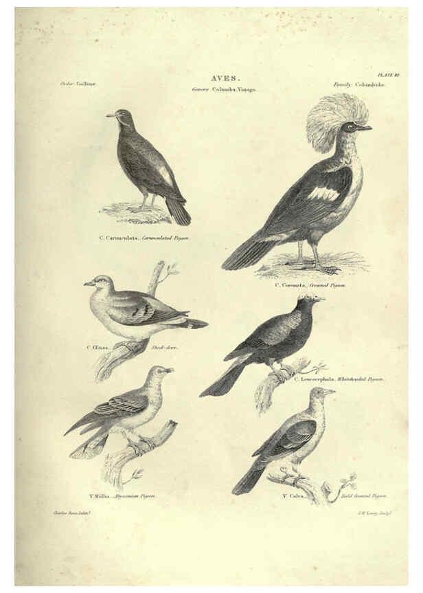 Reproducción/Reproduction 6053337942: Illustrations of zoology Glasgow,John Joseph Griffin and Co.,;1851
