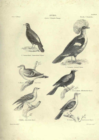 Reproducción/Reproduction 6053337942: Illustrations of zoology Glasgow,John Joseph Griffin and Co.,;1851