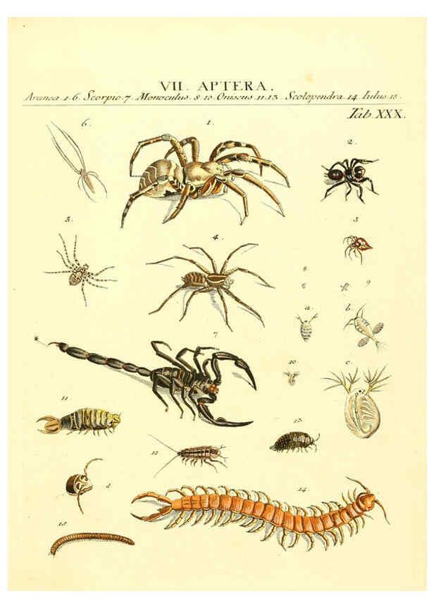 Reproducción/Reproduction 6052654047: Genera insectorum Linnaei et Fabricii iconibus illustrata. c.1 Vitoduri Helvetorum :Prostat apud Henric. Steiner et Socios,MDCCLXXXIX [1789] 