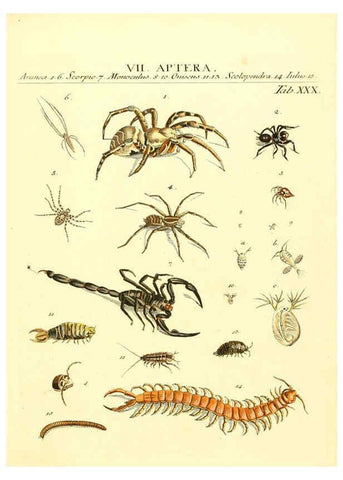 Reproducción/Reproduction 6052654047: Genera insectorum Linnaei et Fabricii iconibus illustrata. c.1 Vitoduri Helvetorum :Prostat apud Henric. Steiner et Socios,MDCCLXXXIX [1789] 