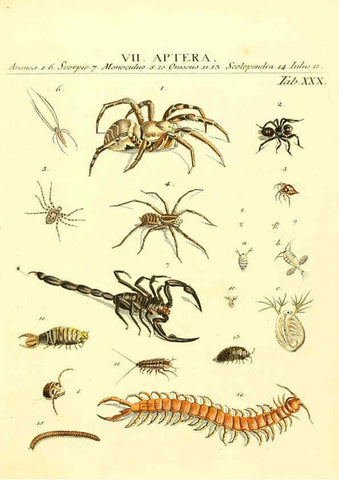 Reproducción/Reproduction 6052654047: Genera insectorum Linnaei et Fabricii iconibus illustrata. c.1 Vitoduri Helvetorum :Prostat apud Henric. Steiner et Socios,MDCCLXXXIX [1789] 