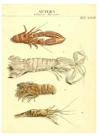 Reproducción/Reproduction 6052654623: Genera insectorum Linnaei et Fabricii iconibus illustrata. c.1 Vitoduri Helvetorum :Prostat apud Henric. Steiner et Socios,MDCCLXXXIX [1789] 