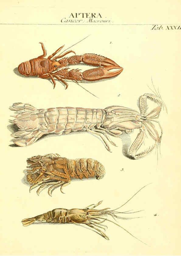 Reproducción/Reproduction 6052654623: Genera insectorum Linnaei et Fabricii iconibus illustrata. c.1 Vitoduri Helvetorum :Prostat apud Henric. Steiner et Socios,MDCCLXXXIX [1789] 