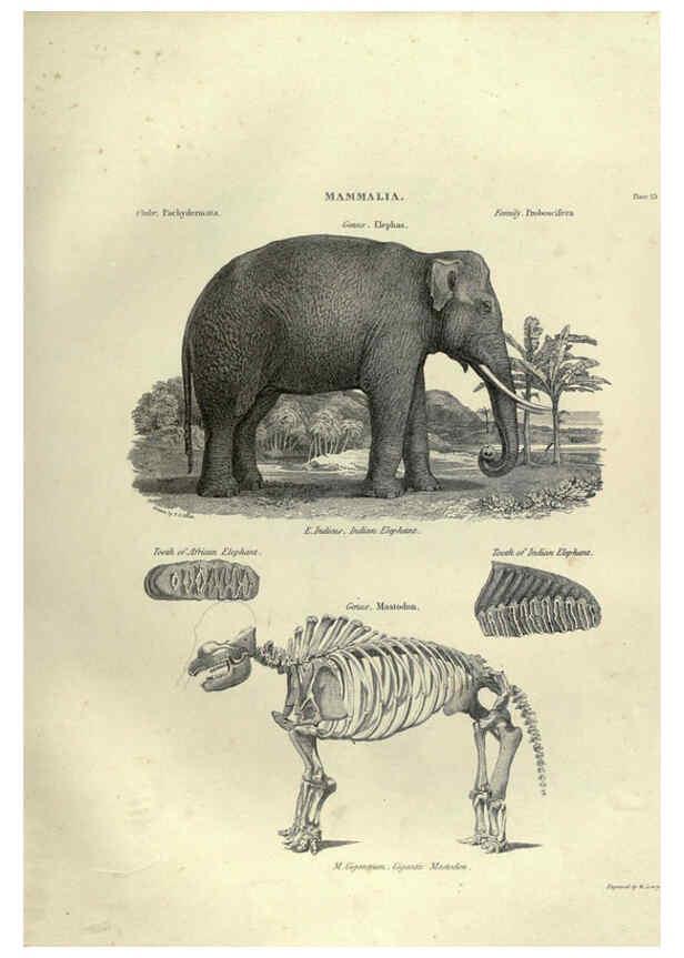 Reproducción/Reproduction 6052782661: Illustrations of zoology Glasgow,John Joseph Griffin and Co.,;1851