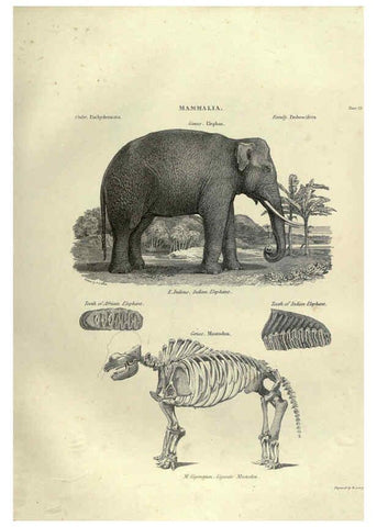 Reproducción/Reproduction 6052782661: Illustrations of zoology Glasgow,John Joseph Griffin and Co.,;1851