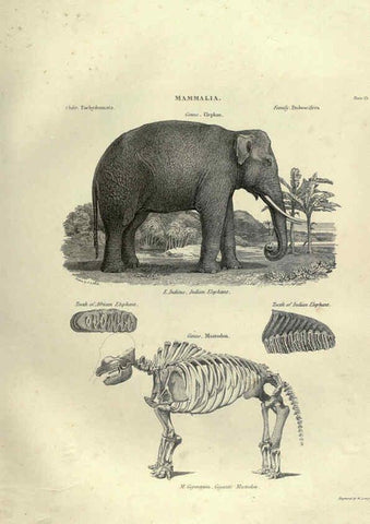 Reproducción/Reproduction 6052782661: Illustrations of zoology Glasgow,John Joseph Griffin and Co.,;1851