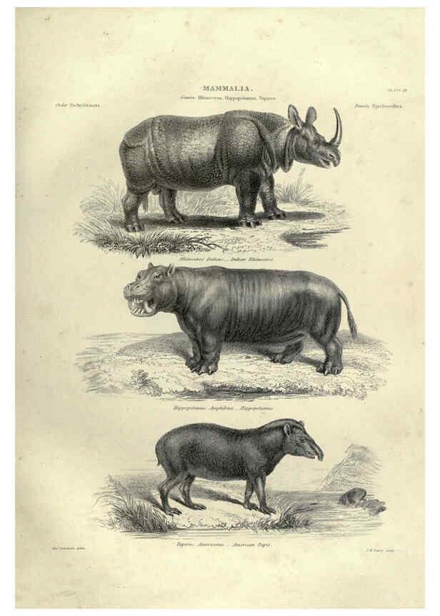 Reproducción/Reproduction 6052782903: Illustrations of zoology Glasgow,John Joseph Griffin and Co.,;1851