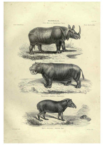 Reproducción/Reproduction 6052782903: Illustrations of zoology Glasgow,John Joseph Griffin and Co.,;1851