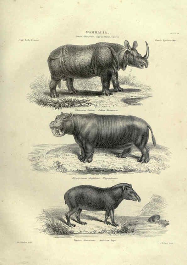 Reproducción/Reproduction 6052782903: Illustrations of zoology Glasgow,John Joseph Griffin and Co.,;1851