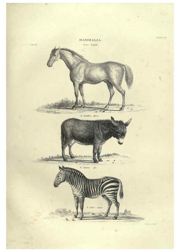 Reproducción/Reproduction 6052783259: Illustrations of zoology Glasgow,John Joseph Griffin and Co.,;1851
