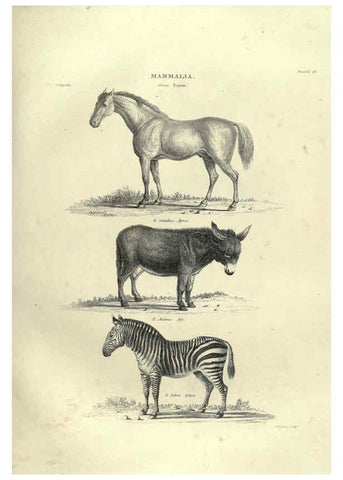 Reproducción/Reproduction 6052783259: Illustrations of zoology Glasgow,John Joseph Griffin and Co.,;1851