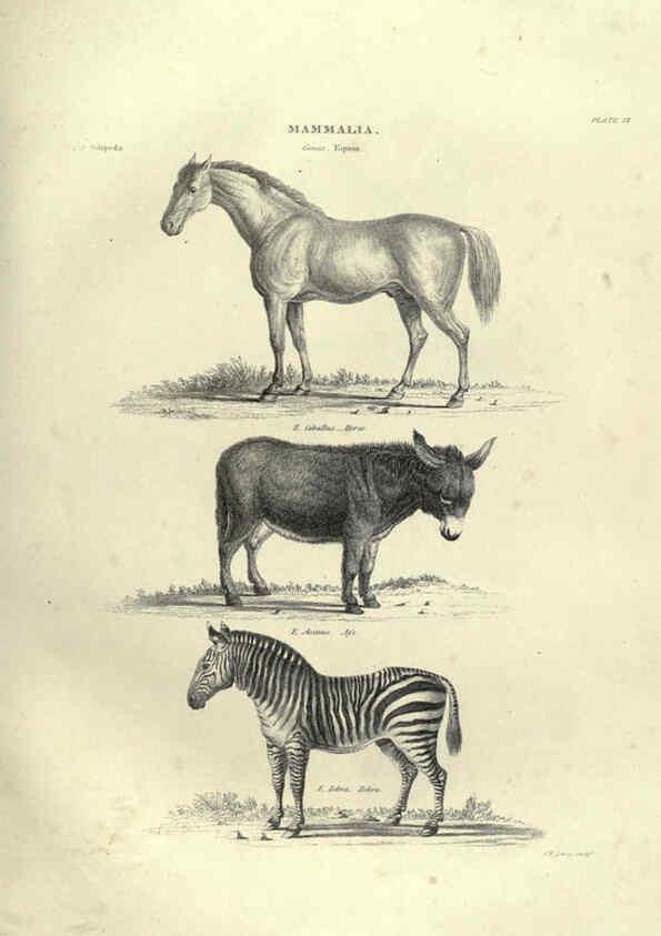 Reproducción/Reproduction 6052783259: Illustrations of zoology Glasgow,John Joseph Griffin and Co.,;1851