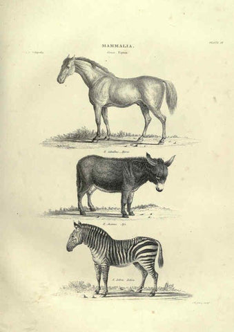 Reproducción/Reproduction 6052783259: Illustrations of zoology Glasgow,John Joseph Griffin and Co.,;1851