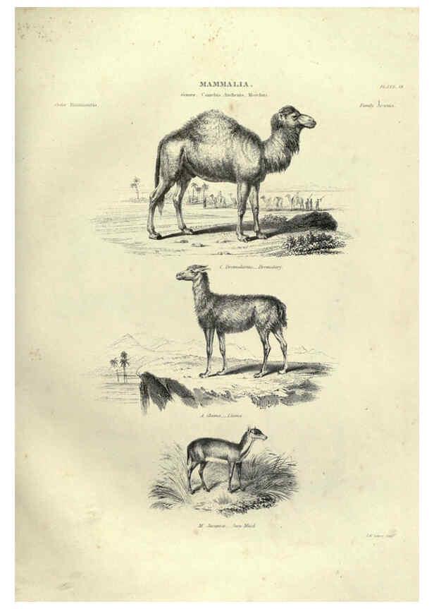 Reproducción/Reproduction 6053333594: Illustrations of zoology Glasgow,John Joseph Griffin and Co.,;1851