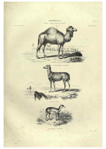 Reproducción/Reproduction 6053333594: Illustrations of zoology Glasgow,John Joseph Griffin and Co.,;1851