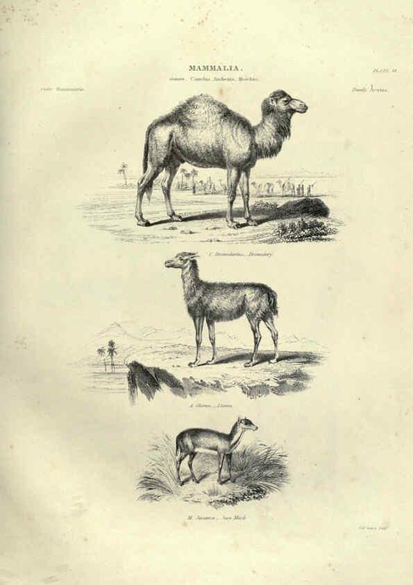 Reproducción/Reproduction 6053333594: Illustrations of zoology Glasgow,John Joseph Griffin and Co.,;1851