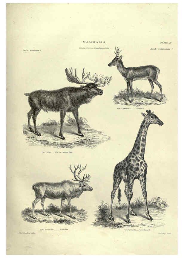Reproducción/Reproduction 6053333918: Illustrations of zoology Glasgow,John Joseph Griffin and Co.,;1851