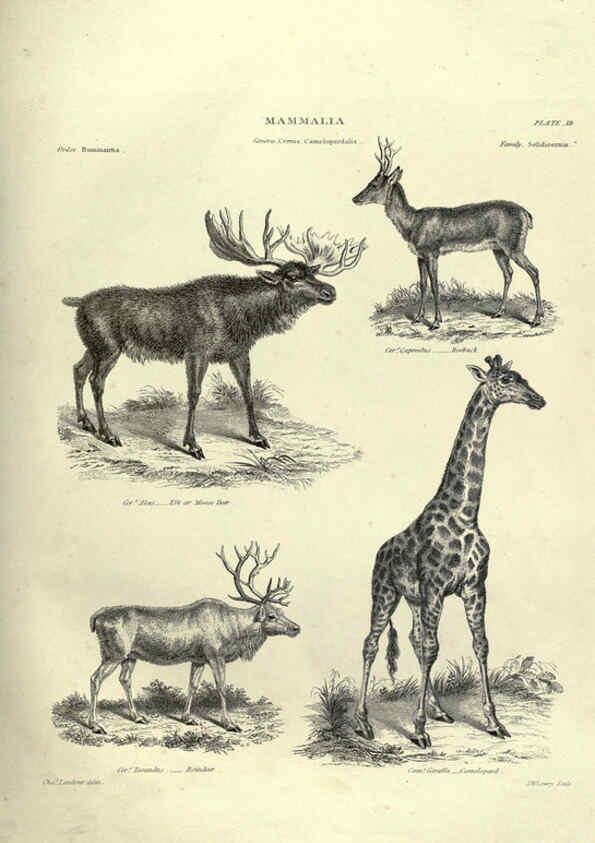 Reproducción/Reproduction 6053333918: Illustrations of zoology Glasgow,John Joseph Griffin and Co.,;1851