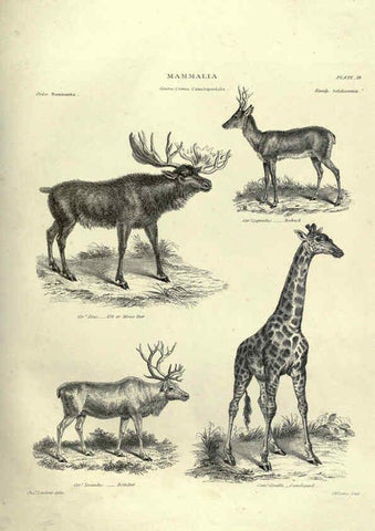Reproducción/Reproduction 6053333918: Illustrations of zoology Glasgow,John Joseph Griffin and Co.,;1851