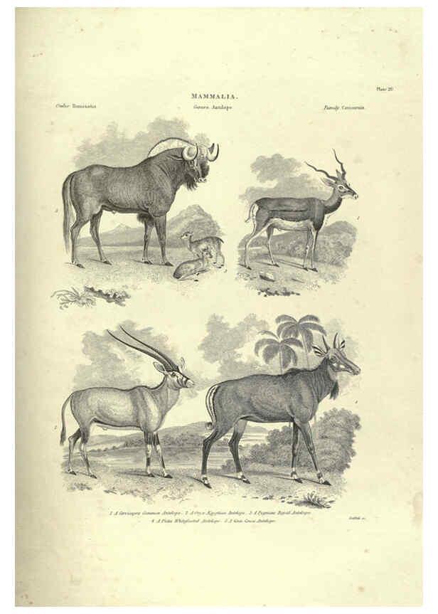Reproducción/Reproduction 6052784111: Illustrations of zoology Glasgow,John Joseph Griffin and Co.,;1851