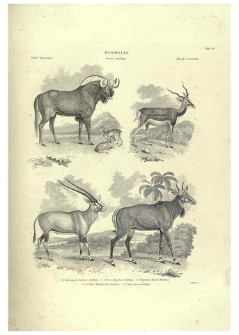 Reproducción/Reproduction 6052784111: Illustrations of zoology Glasgow,John Joseph Griffin and Co.,;1851