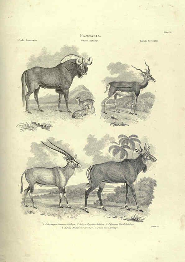 Reproducción/Reproduction 6052784111: Illustrations of zoology Glasgow,John Joseph Griffin and Co.,;1851