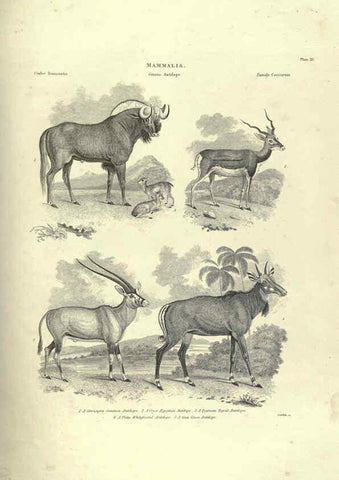 Reproducción/Reproduction 6052784111: Illustrations of zoology Glasgow,John Joseph Griffin and Co.,;1851